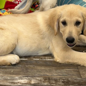 Golden Retriever Puppy Dylan