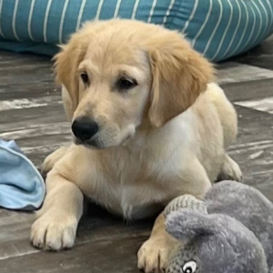 Golden Retriever Puppy Dylan