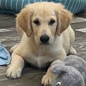 Golden Retriever Puppy Dylan