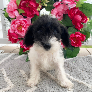 Schnoodle Puppy Oakley