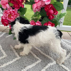 Schnoodle Puppy Oakley