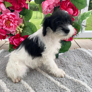 Schnoodle Puppy Oakley