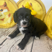 Cavapoo Puppy Addi Rose