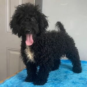Poodle Puppy Britt