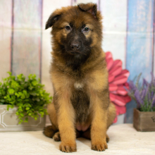 German Shepherd Dog Puppy Sophia