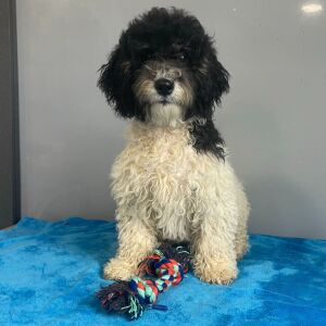Poodle Puppy Bertha