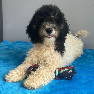 Poodle Puppy Bertha