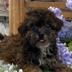 Havapoo Puppy Dalton