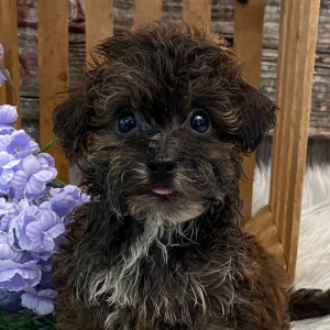 Havapoo Puppy Dalton