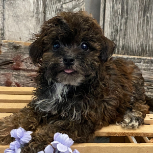 Havapoo Puppy Dalton