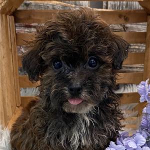 Havapoo Puppy Dalton