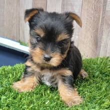 Yorkshire Terrier Puppy Lola
