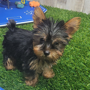 Yorkshire Terrier Puppy Lola