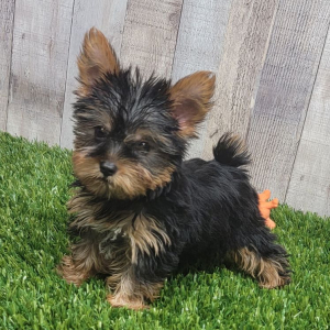 Yorkshire Terrier Puppy Lola