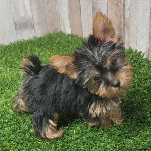 Yorkshire Terrier Puppy Lola