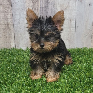 Yorkshire Terrier Puppy Lola