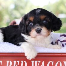 Cavapoo Puppy Roman