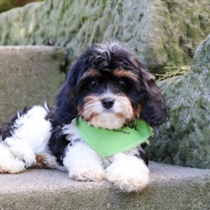 Cavapoo Puppy Roman
