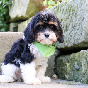 Cavapoo Puppy Roman