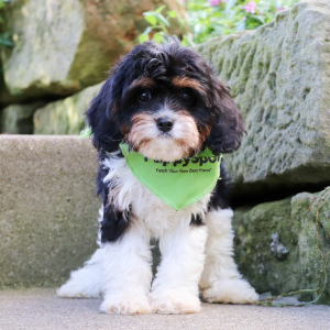 Cavapoo Puppy Roman