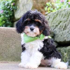 Cavapoo Puppy Roman