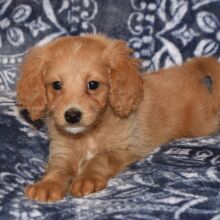 Goldendoodle Puppy Manny