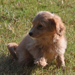 Goldendoodle Puppy Manny