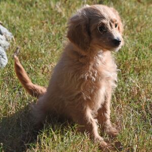 Goldendoodle Puppy Manny