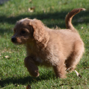 Goldendoodle Puppy Manny