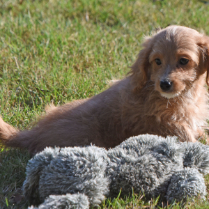 Goldendoodle Puppy Manny