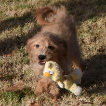 Goldendoodle Puppy Manny