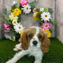 Cavalier King Charles Spaniel Puppy Casey