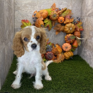 Cavalier King Charles Spaniel Puppy Casey