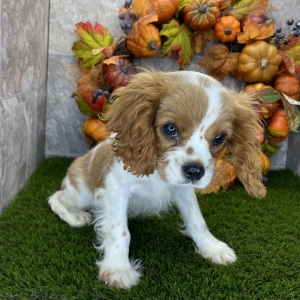 Cavalier King Charles Spaniel Puppy Casey