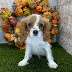 Cavalier King Charles Spaniel Puppy Casey