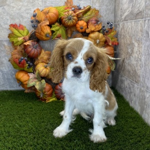 Cavalier King Charles Spaniel Puppy Casey