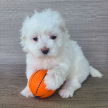 Maltese Puppy Lucy