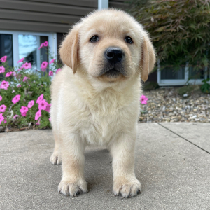 Labrador Retriever Puppy Otis