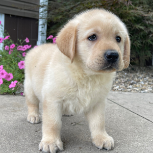 Labrador Retriever Puppy Otis