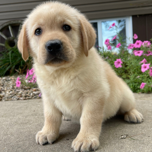 Labrador Retriever Puppy Otis