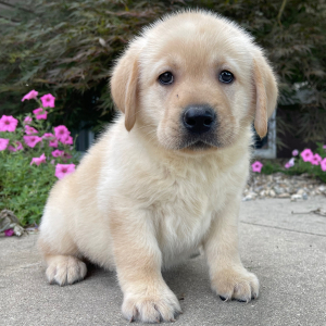 Labrador Retriever Puppy Otis