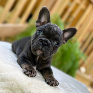 French Bulldog Puppy Spanky