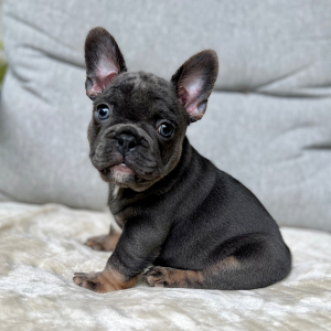 French Bulldog Puppy Spanky