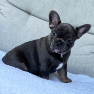 French Bulldog Puppy Spanky