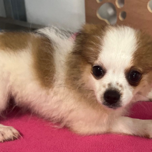 Pomeranian Puppy Teena