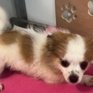 Pomeranian Puppy Teena