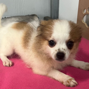 Pomeranian Puppy Teena