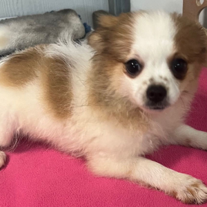 Pomeranian Puppy Teena