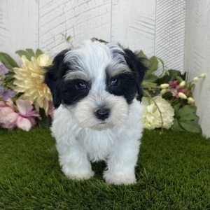Havapoo Puppy Axle