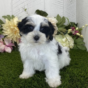 Havapoo Puppy Axle